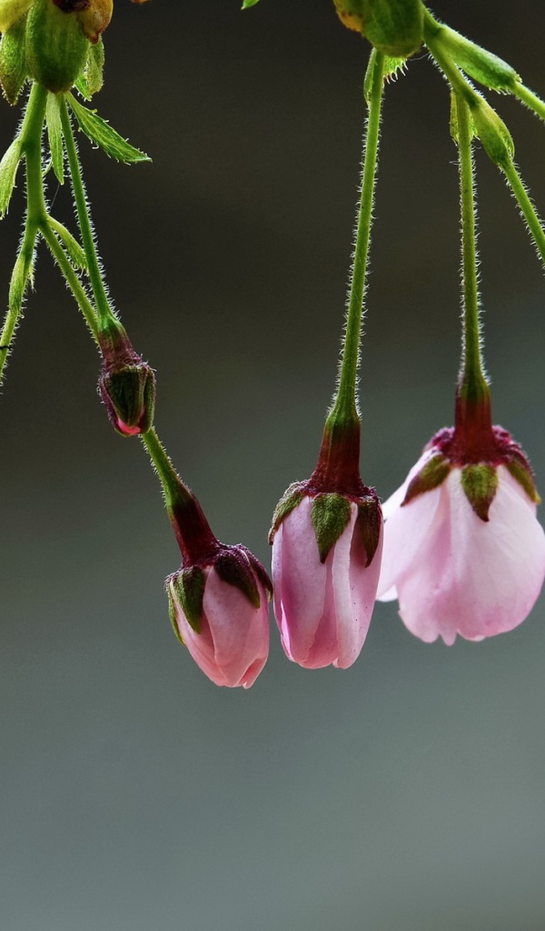 Две кисточки распускающихся цветов сакуры