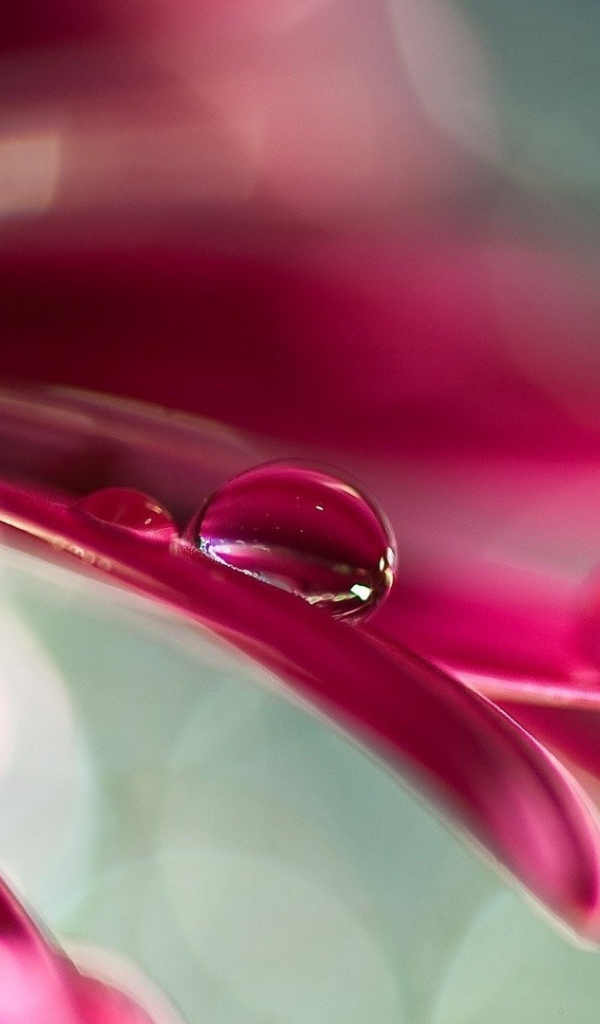 Две капли воды на розовом лепестке цветка