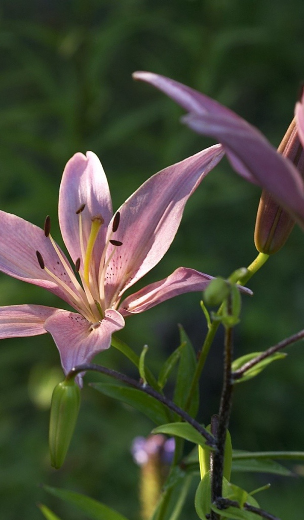 Две фиолетовых лилии под солнцем
