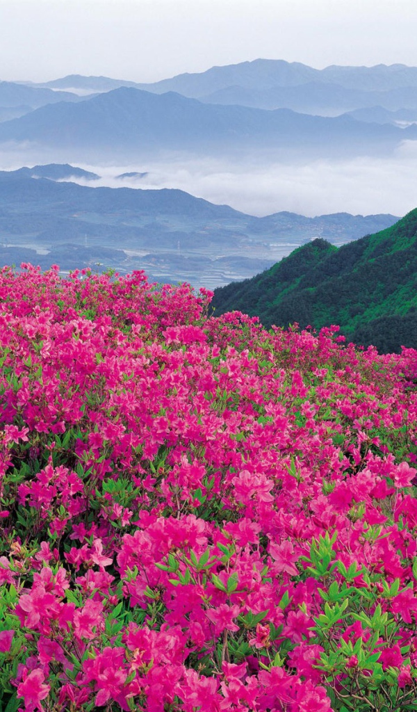 Буйное цветение розовых цветов в горах