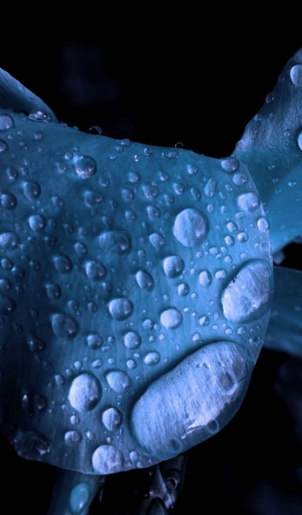 Мокрый голубой цветок