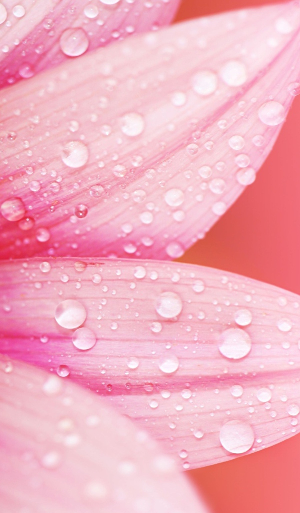Влажные лепестки розового цветка
