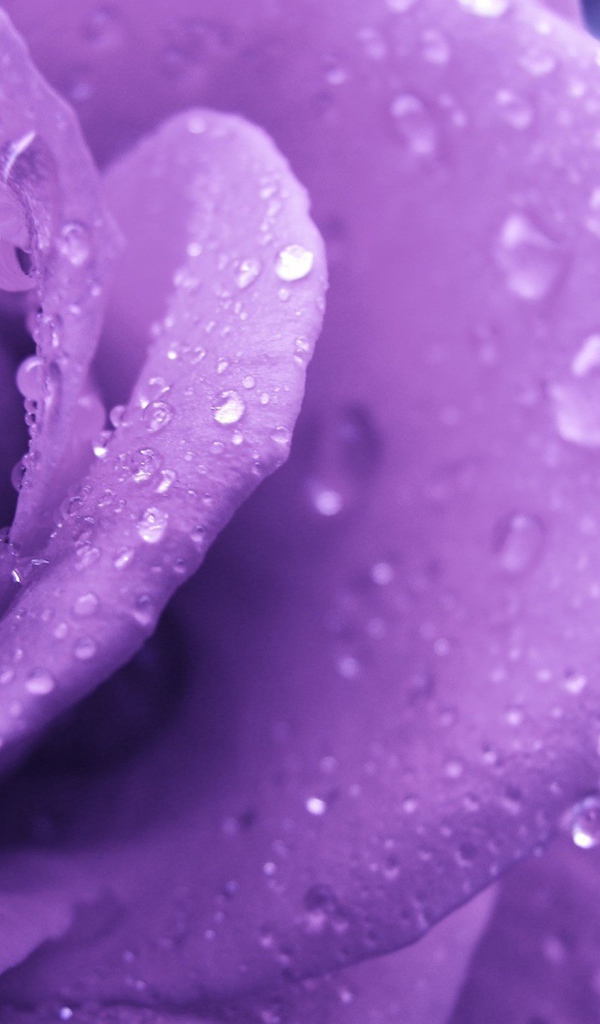 Влажная сиреневая роза