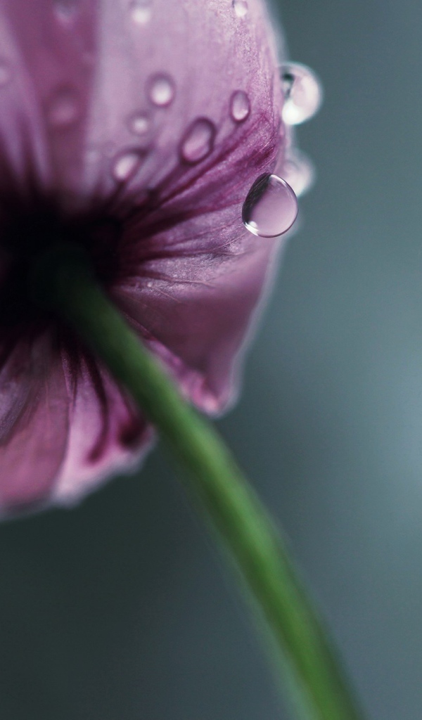 Мокрый фиолетовый тюльпан