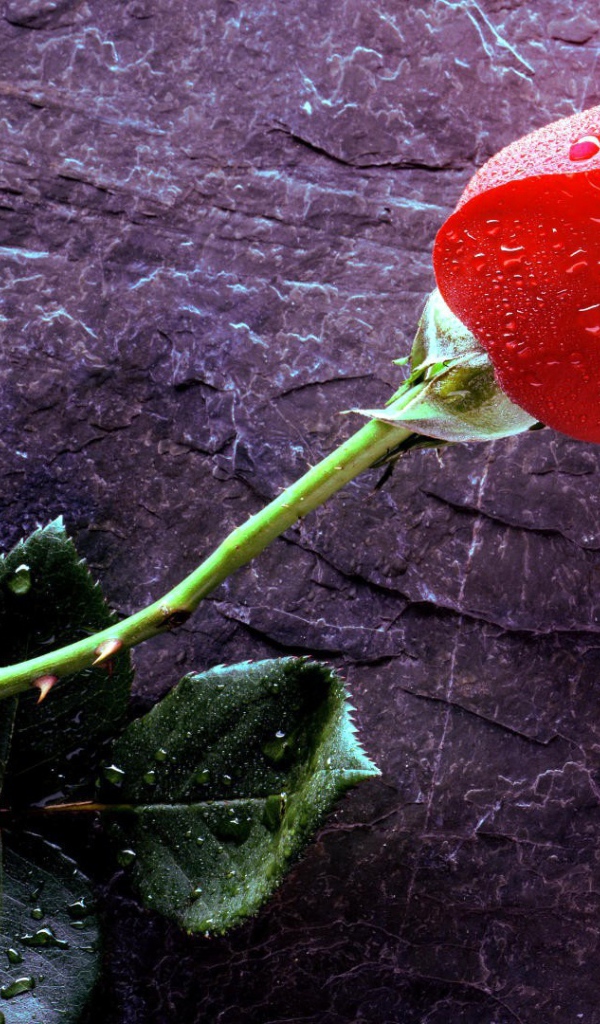 Мокрая роза на черном камне