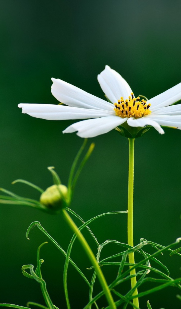 Белая ромашка на темно зеленом фоне
