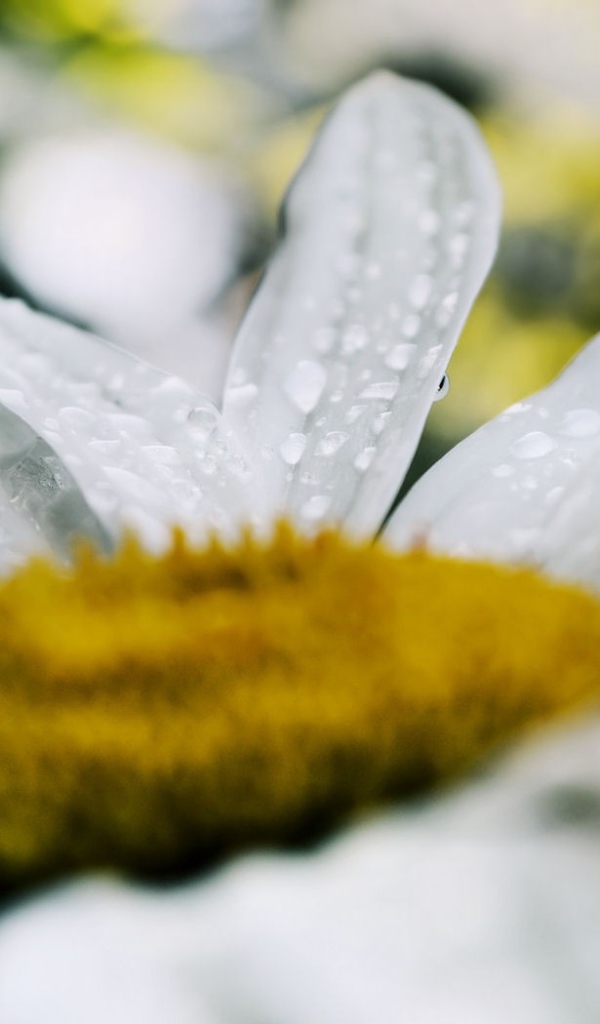 Белая ромашка после дождя