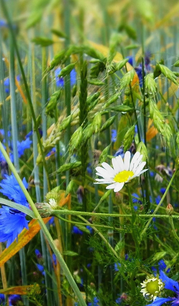 Белая ромашка среди васильков