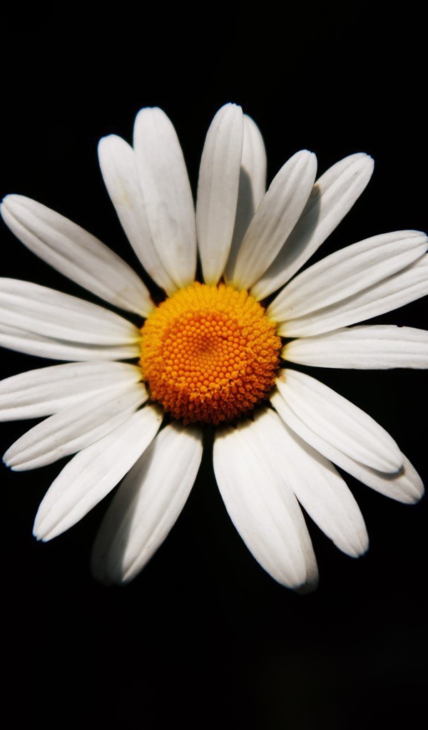 Белая ромашка на черном фоне