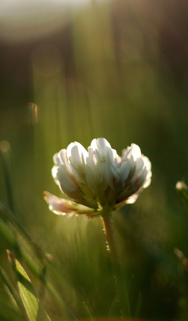 Белый цветок в зеленой траве