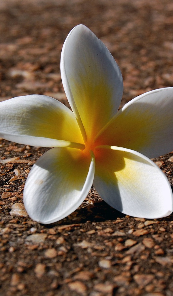 Белый цветок на гранитной плите