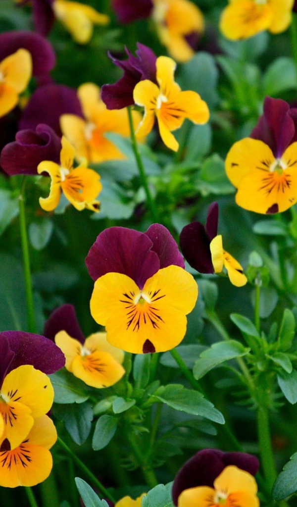 Желтые и бордовые анютины глазки, цветы