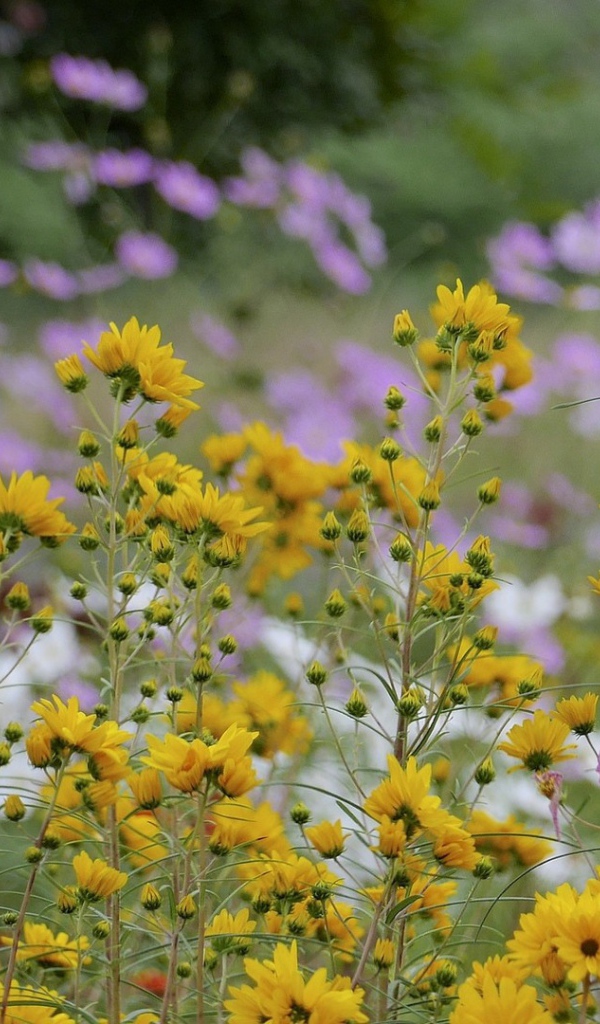 Желтые полевые ромашки летом