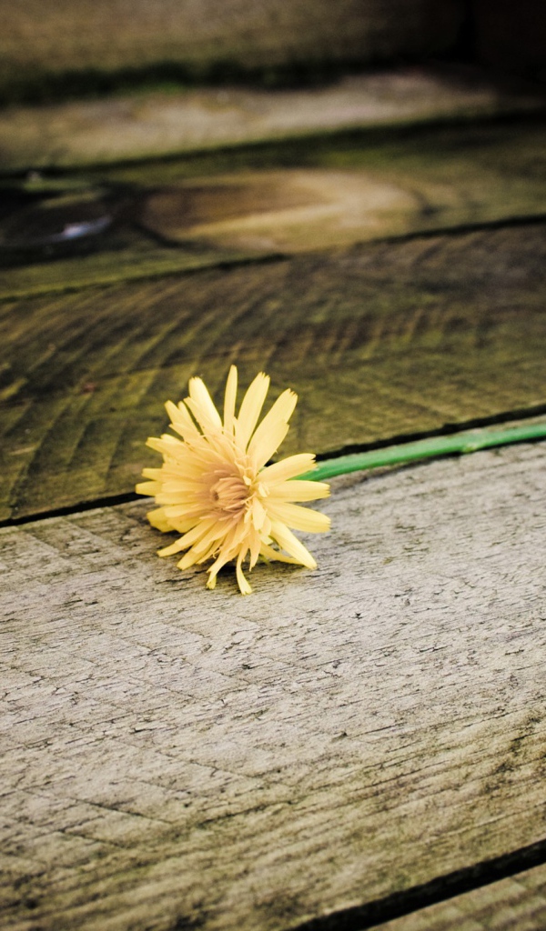 Желтый одуванчик на досках