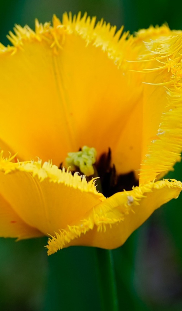 Желтый мохнатый цветок