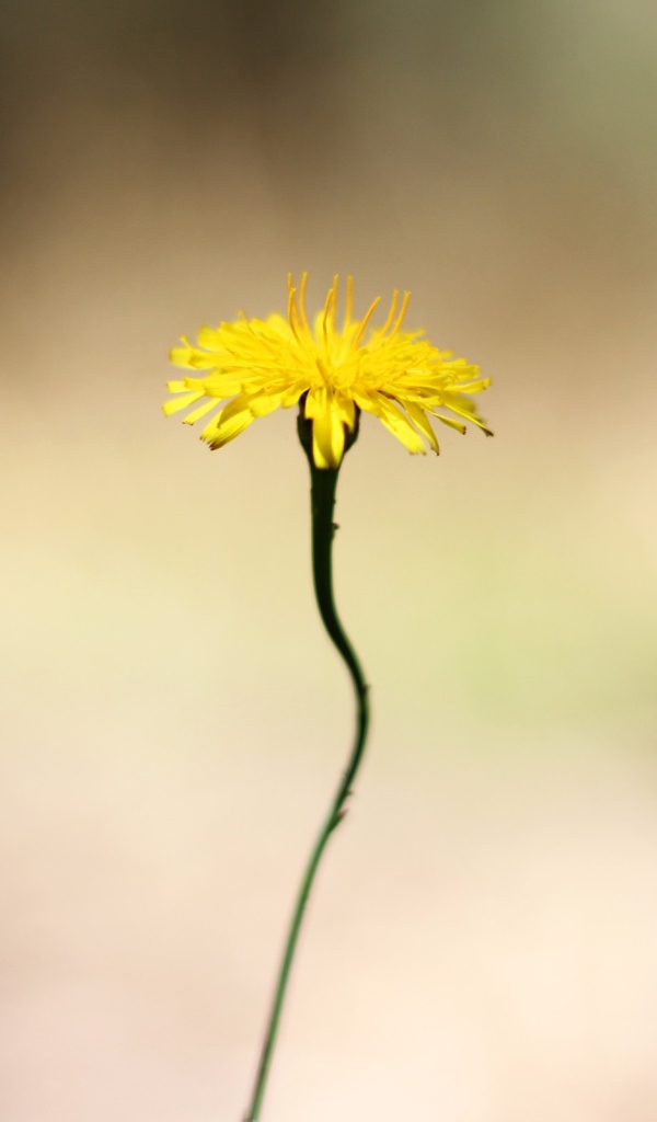 Желтый цветок на тонком стебле