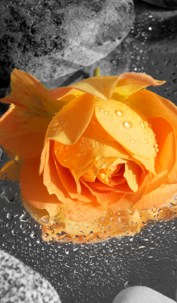 Бутон желтой розы в камнях