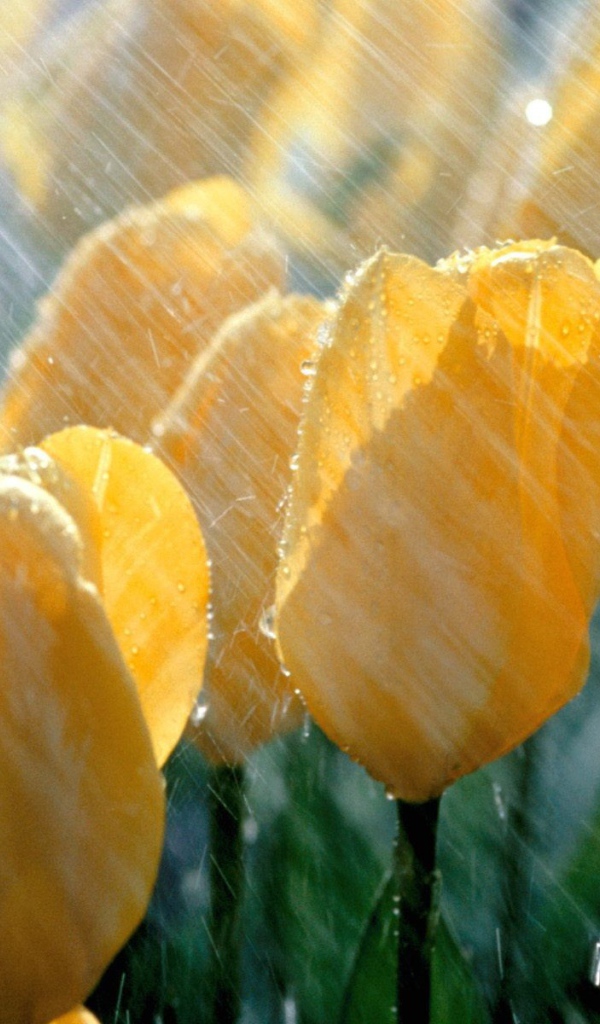 Желтые тюльпаны под дождем