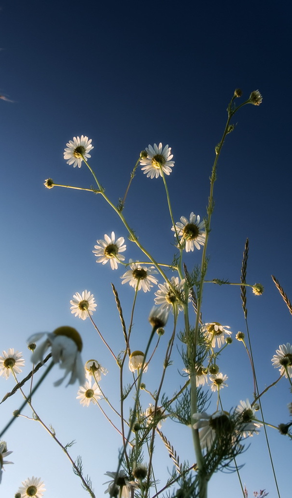 Ромашки на синем небе