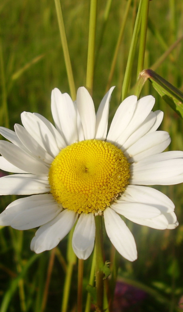Полевая ромашка и бутон
