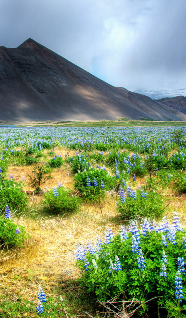 Цветы в горной долине