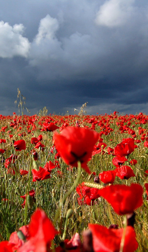 Маковое поле под облаками