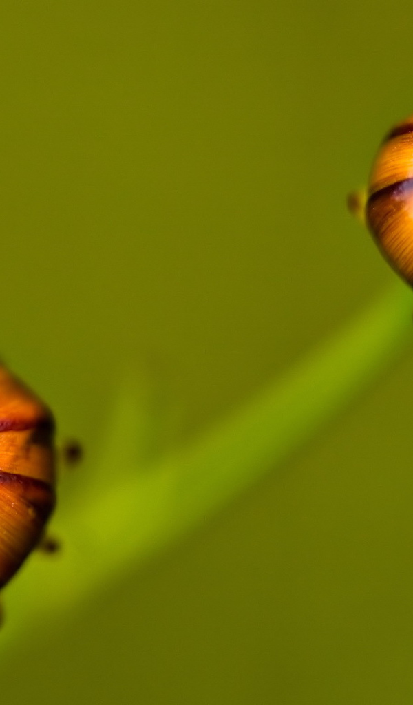 Бутоны цветка на зеленом фоне