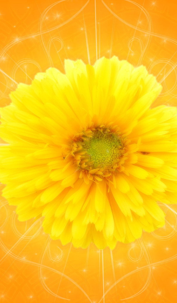 Желтый цветок на оранжевом фоне