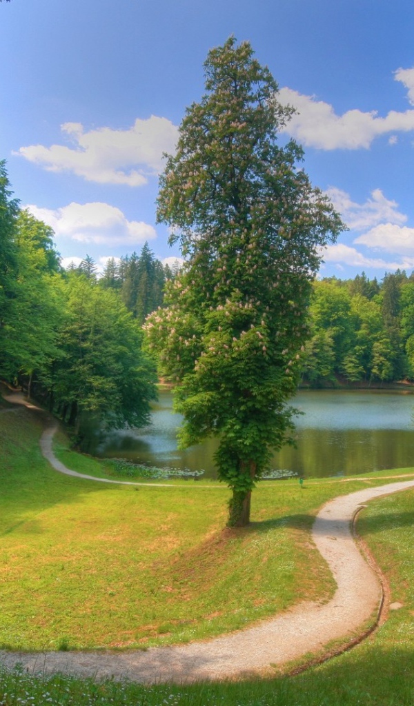 Тихое озерцо в лесной чаще