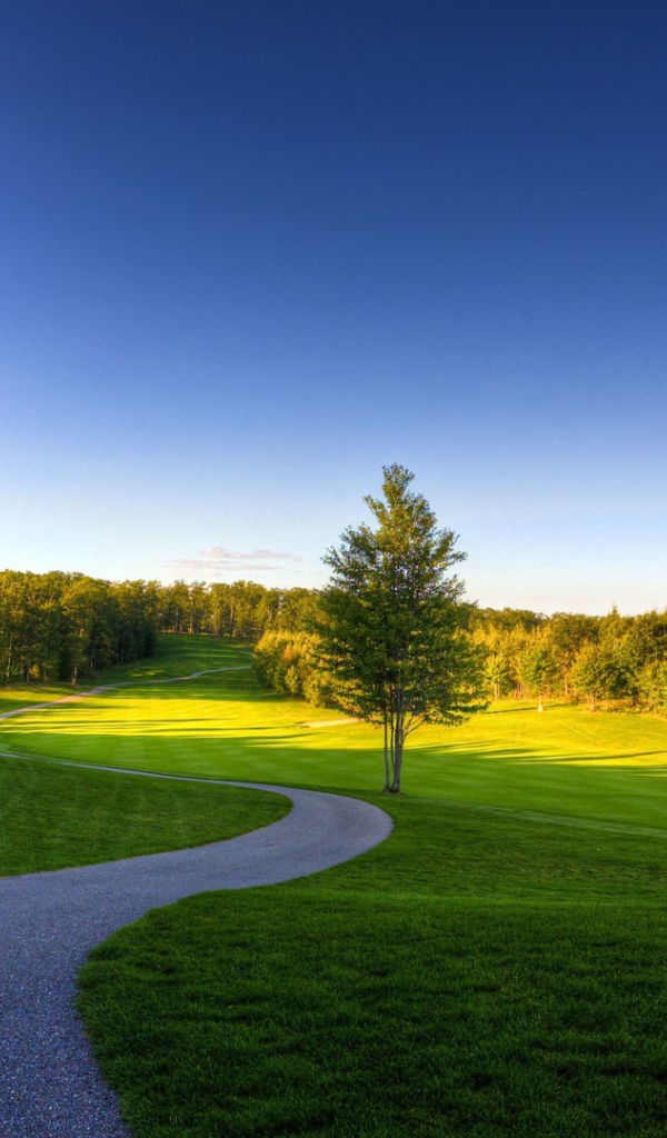 Извилистая дорожка в лесу