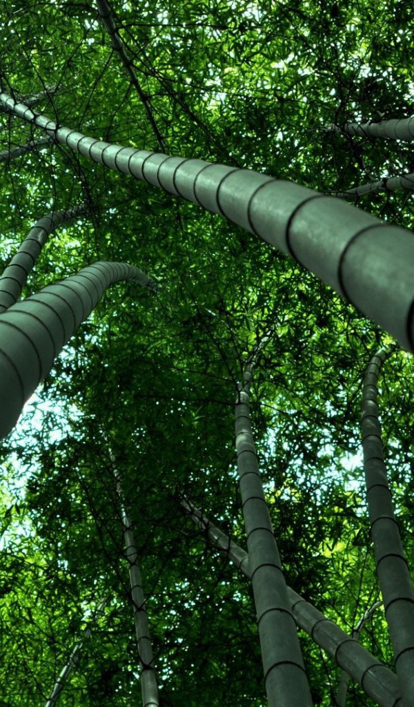 Бамбуковые деревья уходят ввысь