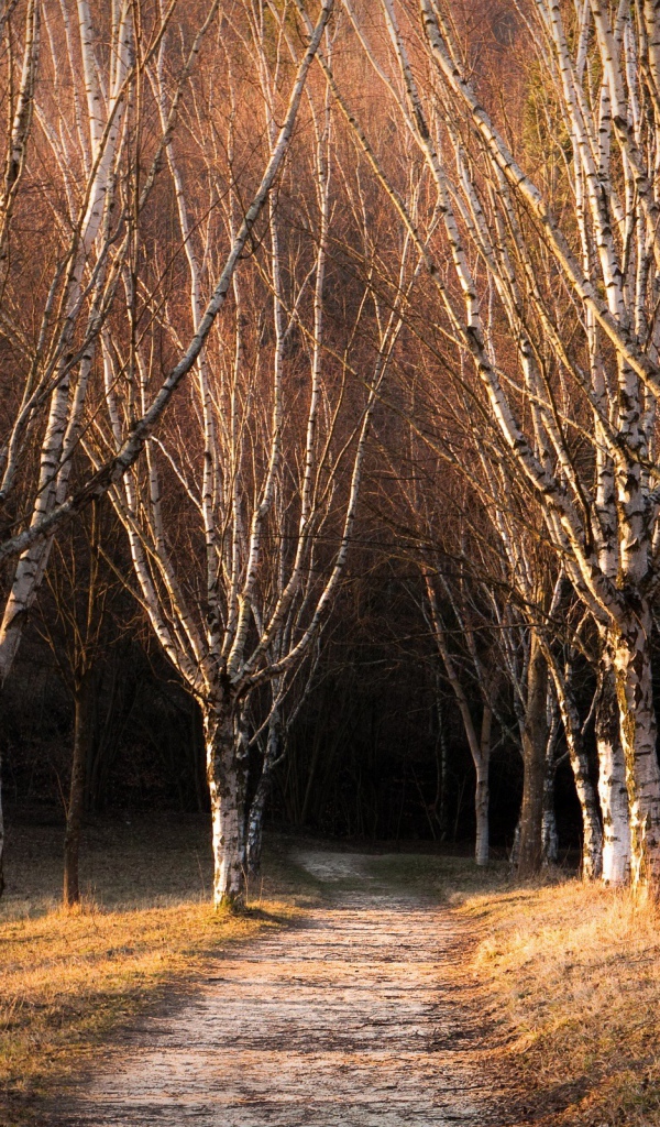 Голые деревья в березовой роще
