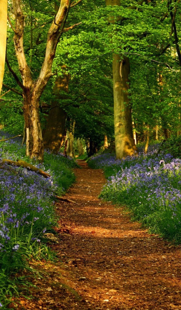 Голубые цветы по обочинам тропы в лесу