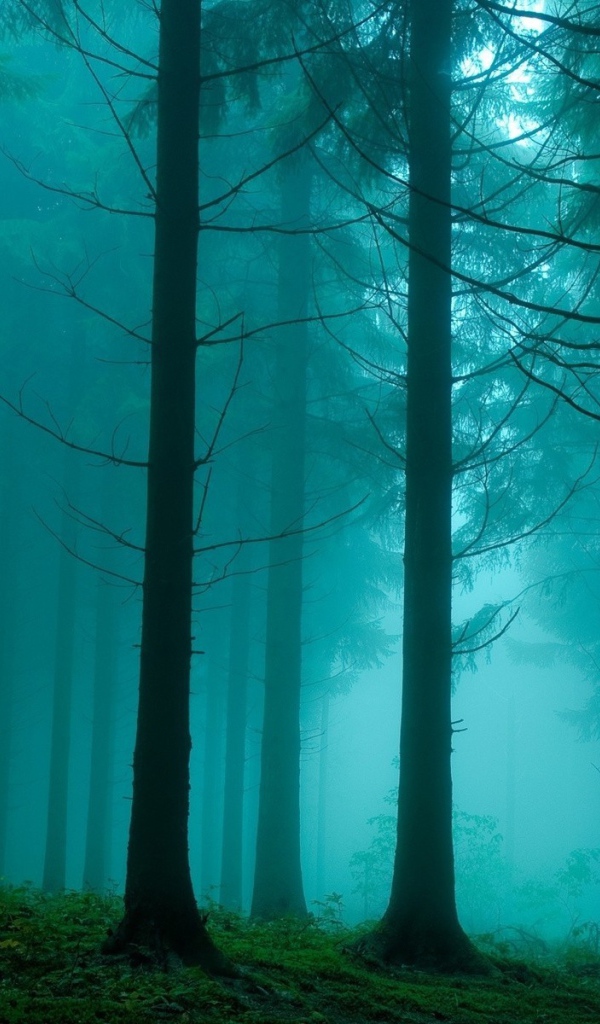 Синий туман в лесу