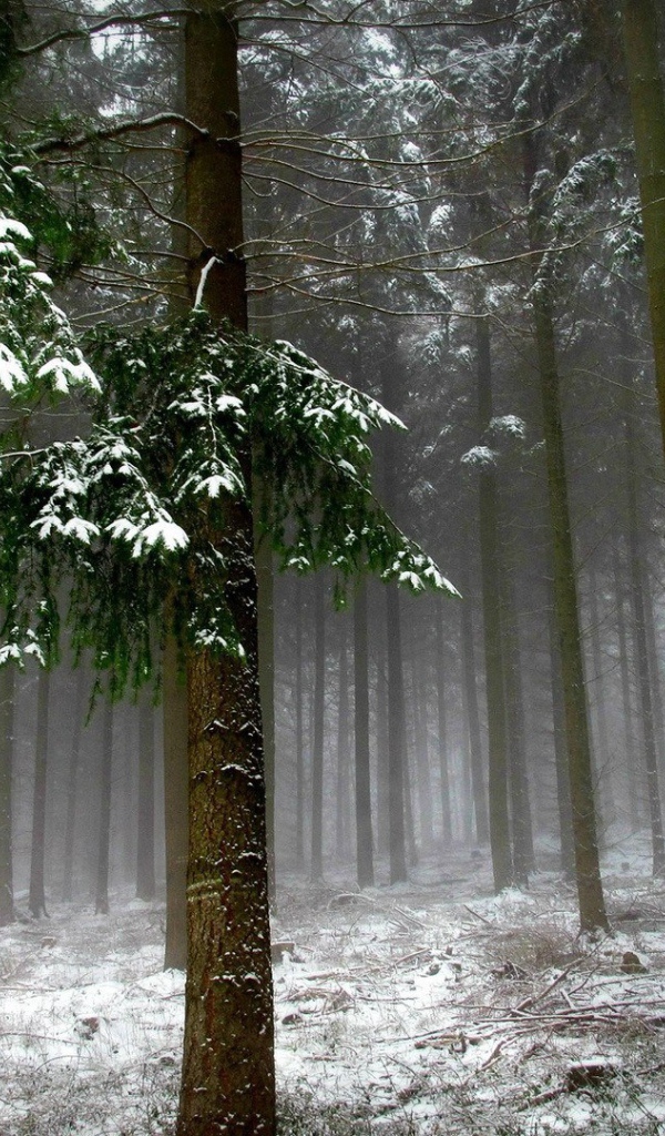 Холодный зимний лес