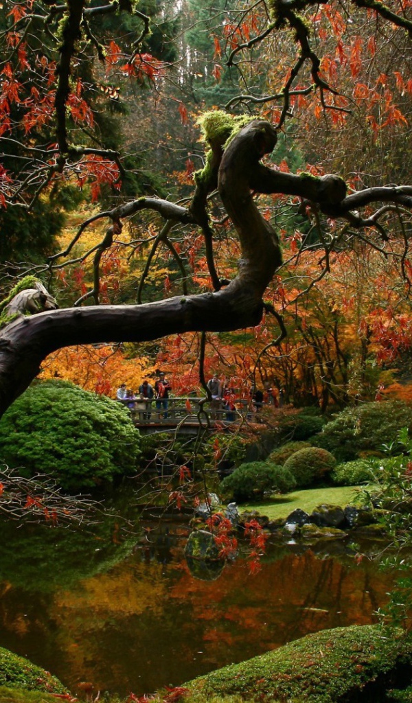 Засохшее дерево в японском саду