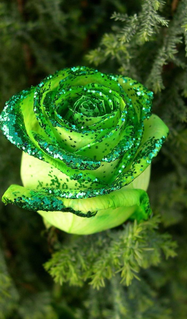 Декоративная роза в лесу