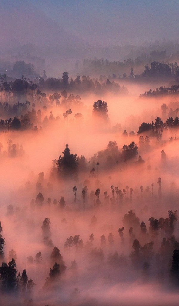 Густой туман в лесу подсвечен солнцем на закате