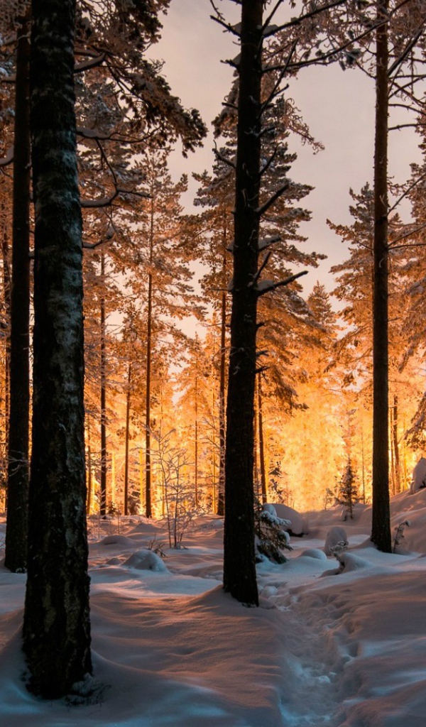 Сказочный зимний лес на закате