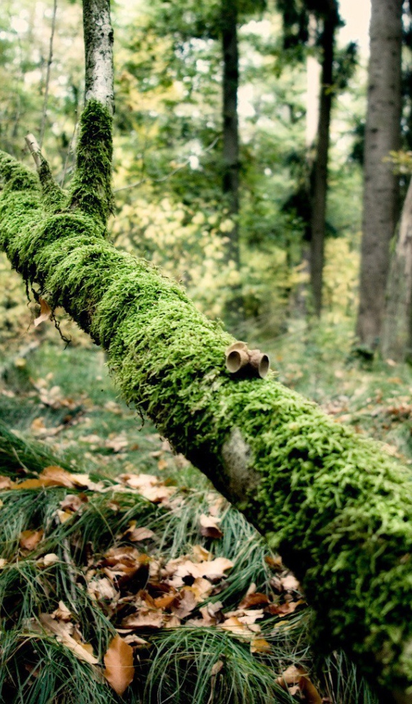 Упавшая ветка поросла мхом
