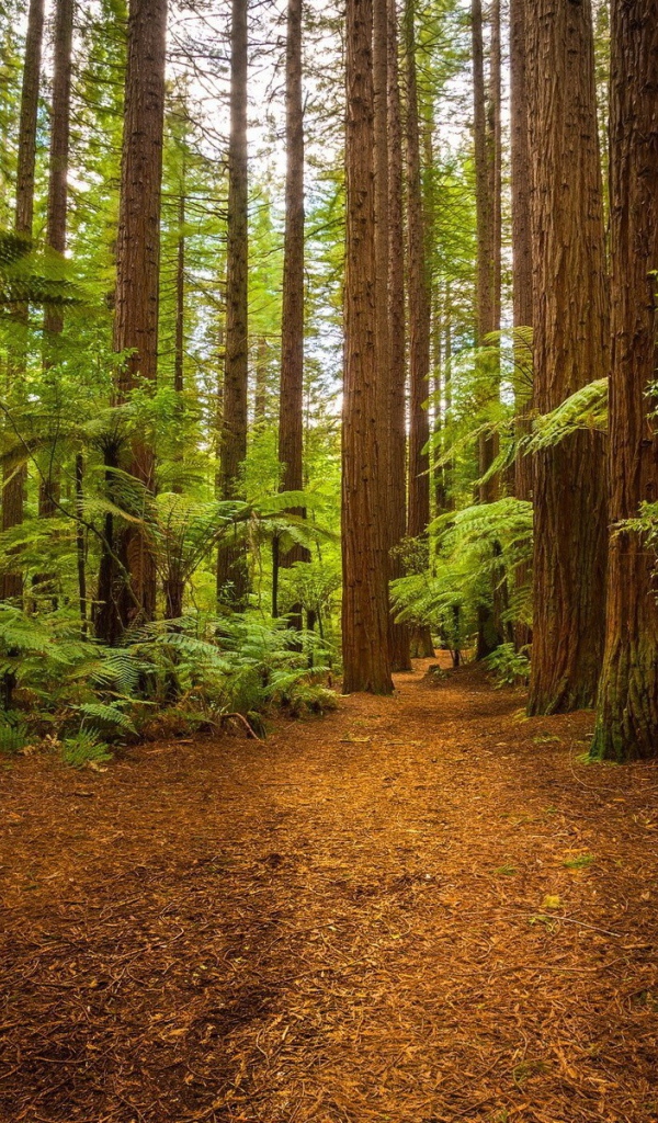 Папоротники у подножия больших деревьев в лесу