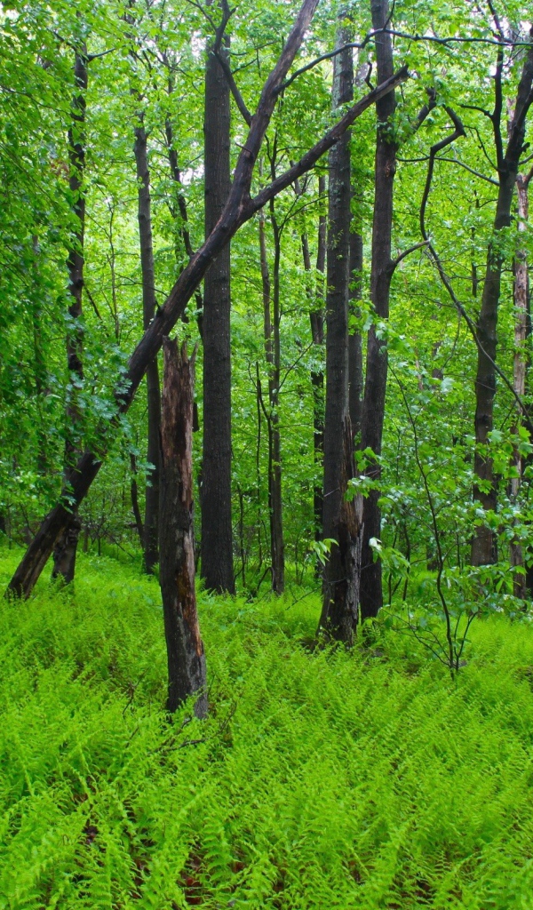 Заросли папоротника в лесу