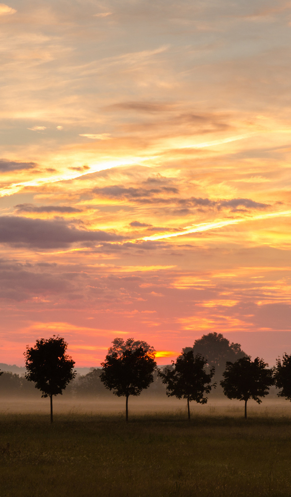 Туман за молодыми деревьями