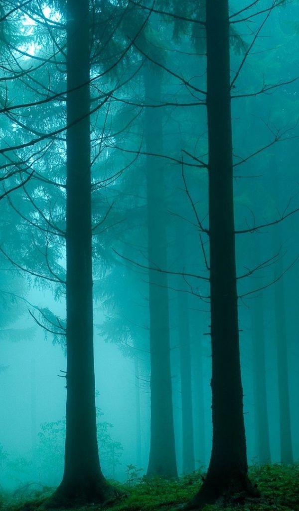 Туман в густом мрачном лесу