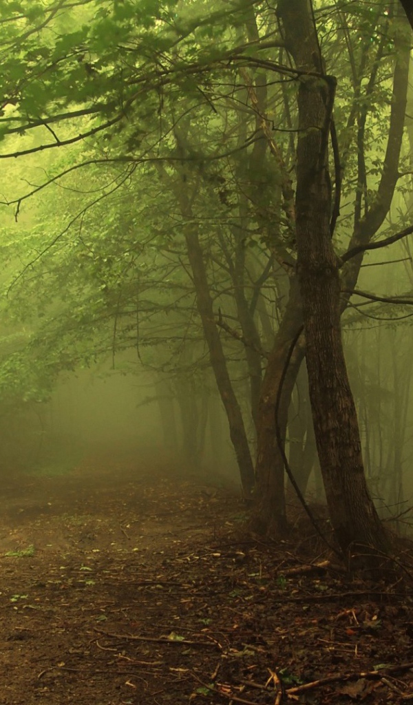 Туман в утреннем лесу