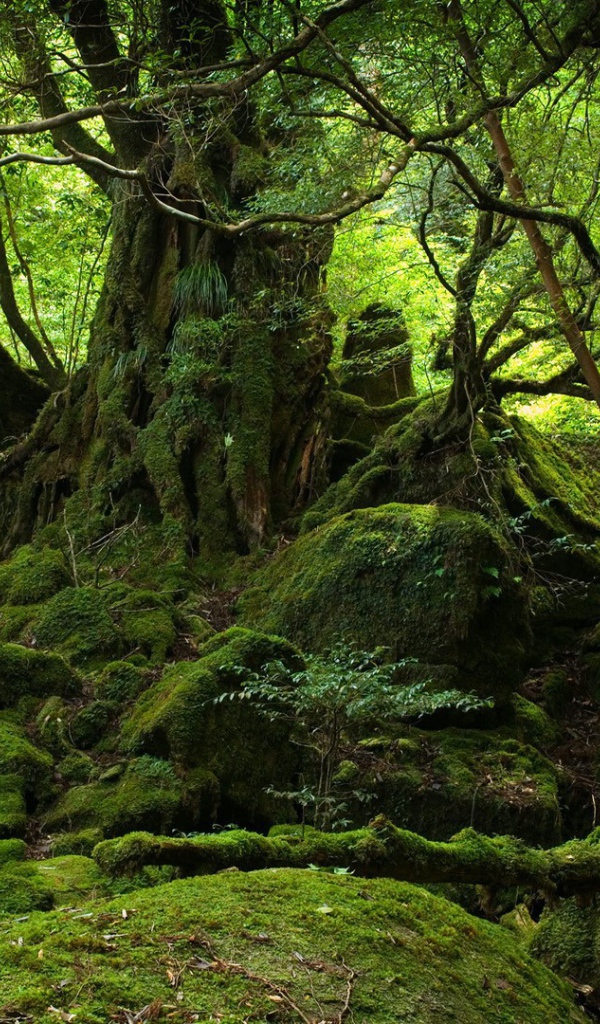 Лес во власти мхов