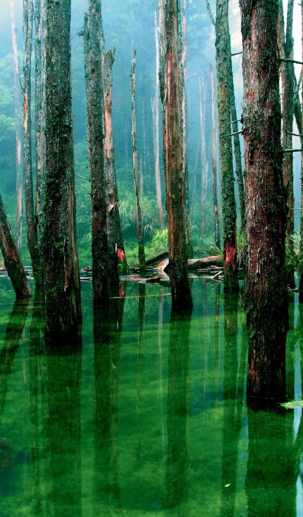Лес подтоплен зеленой водой