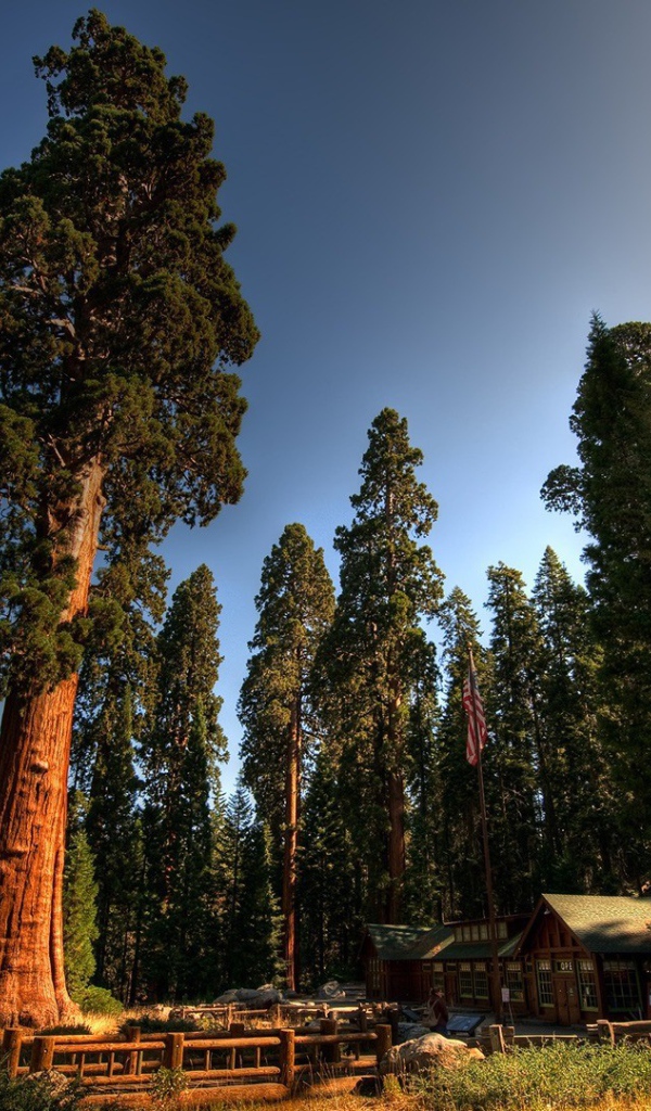 Домик лесника под могучими секвойями