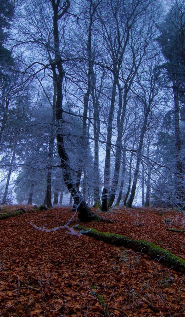 Морозное утро в чаще леса