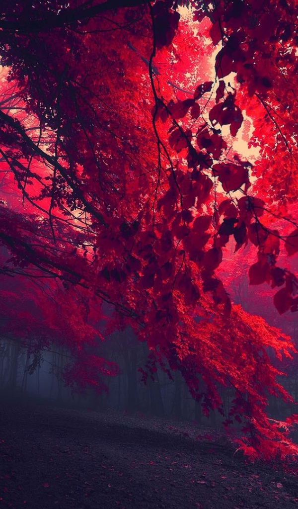 Мрачный лес с красными листьями